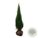 Juniperus s. 'Blue Arrow' 125-150 cm met kluit extra