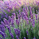 Lavandula ang. Blue Scent GM P9
