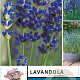 Lavandula ang. 'Hidcote' 15-20 cm 2,0L