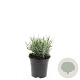 Lavandula ang. 'Hidcote' GM 1.5