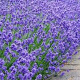 Lavandula ang. 'Munstead' 20-25 cm 2,0L