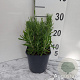 Lavandula angustifolia GM 2,0L