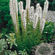 Liatris spicata 'Alba' GM P9