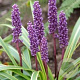 Liriope muscari 'Gold Banded' GM P9
