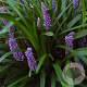 Liriope muscari 'Royal Purple' GM P9