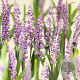 Liriope muscari 'Royal Purple' GM P9