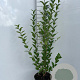 Ligustrum ovalifolium 100-125 cm 5,0L