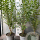 Ligustrum ovalifolium 80-100 cm 5,0L
