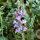Linaria purpurea GM P9 BIO