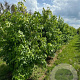 Liquidambar styraciflua 250-300 cm draadkluit meerstammig
