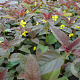 Lysimachia ciliata 'Firecracker' GM P9