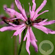 Lychnis flos-cuculi 'Nana' GM P9