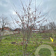 Malus 'Evereste' 300-350 cm draadkluit meerstammig