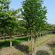 Magnolia kobus 400-450 cm draadkluit meerstammig