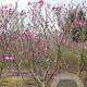 Magnolia 'Susan' 300-350 cm draadkluit meerstammig