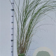 Miscanthus sin. 'Gracillimus' 40-50 cm 2,5L
