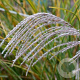 Miscanthus sin. 'Morning Light' GM P9