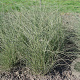 Miscanthus sin. 'Morning Light' GM P9