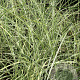 Miscanthus sin. 'Morning Light' GM P9