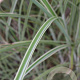 Miscanthus sin. 'Morning Light' GM P9