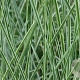 Miscanthus sin. 'Morning Light' GM P9