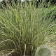 Miscanthus sin. 'Morning Light' GM P9