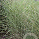 Miscanthus sin. 'Morning Light' GM P9