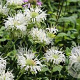 Monarda 'Schneewittchen' GM P9 BIO
