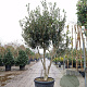 Osmanthus heterophyllus 250-300 cm container meerstammig opgekroond