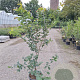 Parrotia persica 175-200 cm 20L