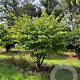 Parrotia persica 300-350 cm draadkluit meerstammig