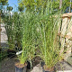 Pennisetum alopecuroides GM P9