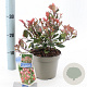 Photinia fraseri 'Little Red Robin' 20-25 cm 2,0L