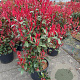 Photinia fraseri Carré Rouge 100-125 cm 20L