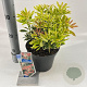 Pieris 'Flaming Silver' 25-30 cm 3,0L