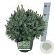 Picea omorika 'Nana' 30-40 cm 7,5L