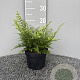 Polystichum set. 'Proliferum' GM 2,0L