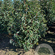 Prunus l. 'Angustifolia' 80-100 cm met kluit