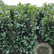 Prunus l. Etna 175-200 cm met kluit