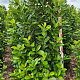 Prunus l. 'Novita' 200-225 cm draadkluit extra