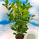 Prunus I. 'Rotundifolia' 60-80 cm 5,0L