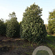 Prunus lusitanica 400-450 cm draadkluit struik