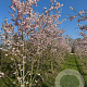 Prunus subh. 'Autumnalis Rosea' 400-450 cm draadkluit meerstammig