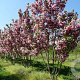 Prunus ser. 'Kanzan' 400-450 cm draadkluit meerstammig