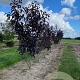 Prunus ser. 'Royal Burgundy' 175-200 cm draadkluit meerstammig