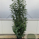 Prunus l. Genolia 150-175 cm 20L