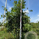 Quercus cerris 200-250 cm draadkluit meerstammig