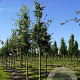 Quercus robur 20-25 HO draadkluit