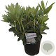 Rhododendron 'Cunningham's White' 50-60 cm 10L