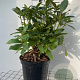 Rhododendron 'Cunningham's White' 50-60 cm 7,5L
